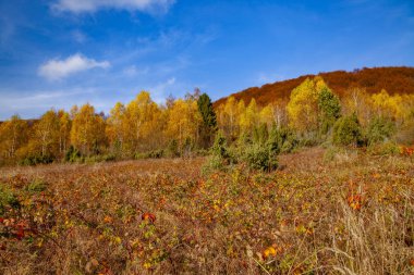 Karpatların sonbahar zirvelerinin manzarası..
