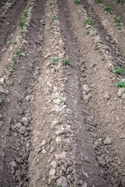 Plowed field ready for new crops. — 图库照片