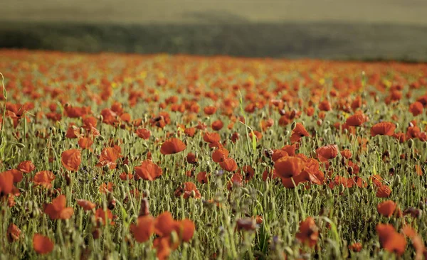 Close up full frame of a poppy field in West Pentire in Cornwall