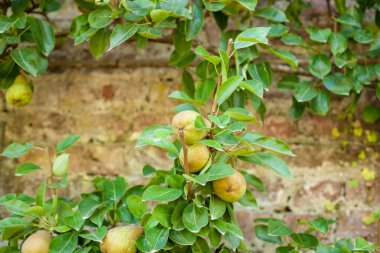 Ağaçta tekniği büyüyen espalier ile olgunlaşma lezzetli taze armut