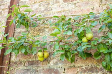 Taze meyve armut ağaç tekniği büyüyen espalier ile olgunlaşma