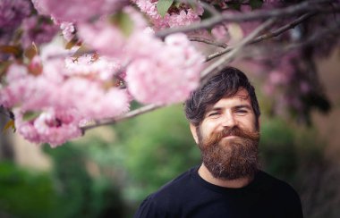 Acımasız bir sakallı adam şık bir saç modeli ile çiçeklenme sakura duruyor