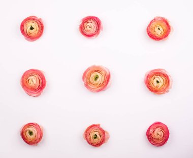 pembe düğünçiçekleri desen