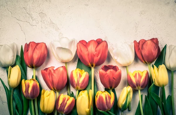 Fleurs de tulipes colorées — Photo