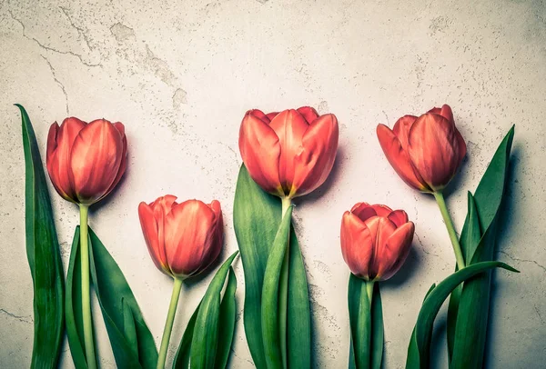 Tulipes rouges fraîches — Photo