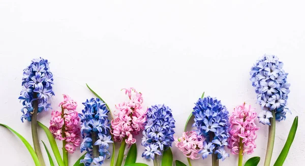 Fialová a růžová hyacinty. — Stock fotografie