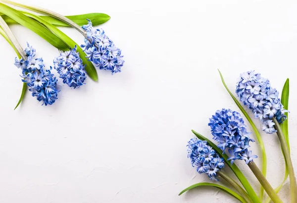 Lilac hyacinths on white background — Stock Photo, Image
