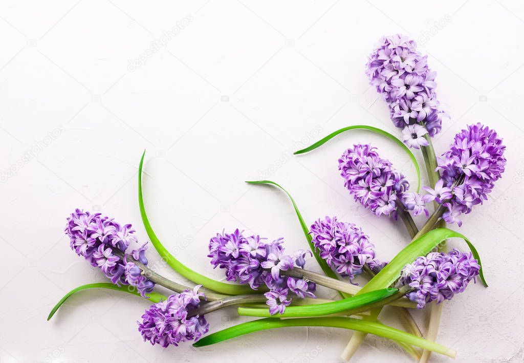 Lilac hyacinths on white background