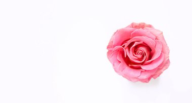 Güzel pembe güller