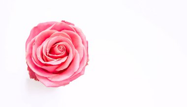 Güzel pembe güller