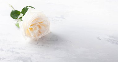 Güzel beyaz güller .