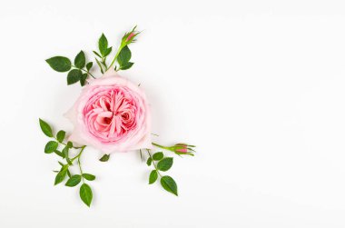 Yapraklı güzel pembe gül çiçeği