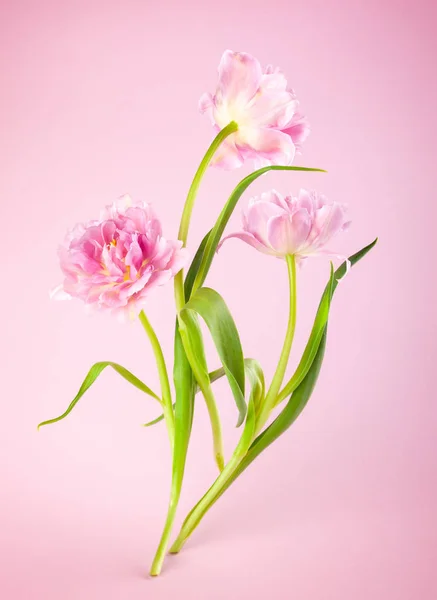 Flores de tulipán rosa sobre fondo rosa . — Foto de Stock