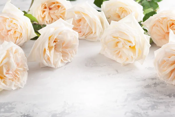 Mooie witte rozen bloemen . — Stockfoto