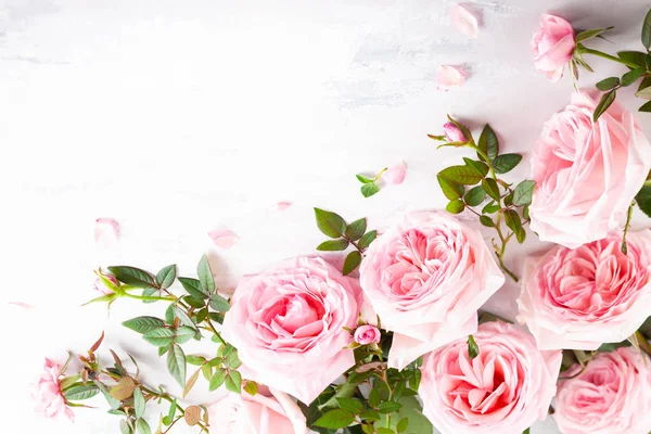 Belles roses roses fleurs — Photo