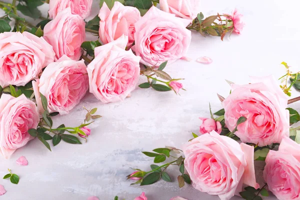美丽的粉红色玫瑰鲜花 — 图库照片