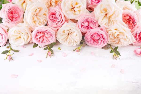 Vackra rosa och vita rosor blommor. — Stockfoto
