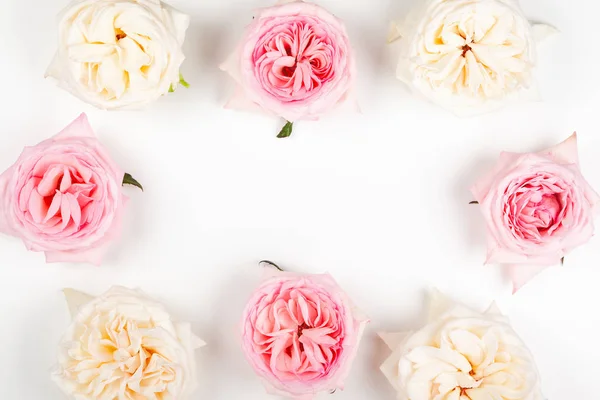 Lindas rosas rosa e branco flores . — Fotografia de Stock