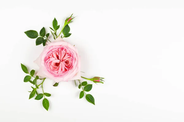 Schöne rosa Rose Blume mit Blättern — Stockfoto