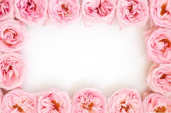 Prachtige roze rozen bloemen  . — Stockfoto