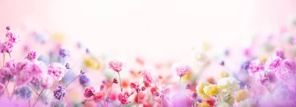 Frühling Florale Komposition Aus Frischen Bunten Blumen Auf Hellem Pastellhintergrund — Stockfoto