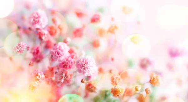 Frühling Florale Komposition Aus Frischen Bunten Blumen Auf Hellem Pastellhintergrund — Stockfoto