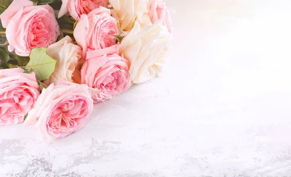 Lindas rosas rosa e branco flores . — Fotografia de Stock
