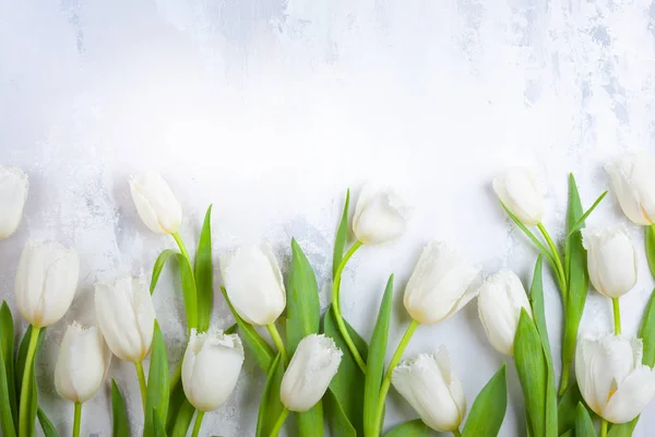 Lindas flores de tulipas brancas para férias . — Fotografia de Stock