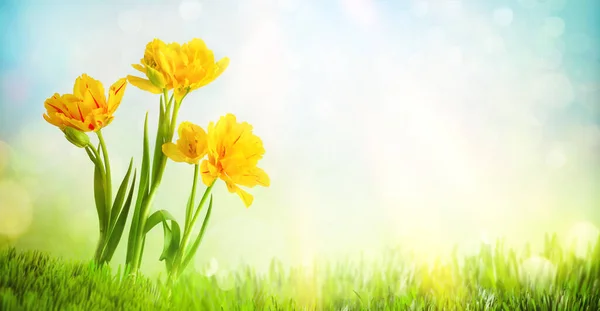 Vackra gula tulpaner blommor på suddig ljus bakgrund. Spr — Stockfoto