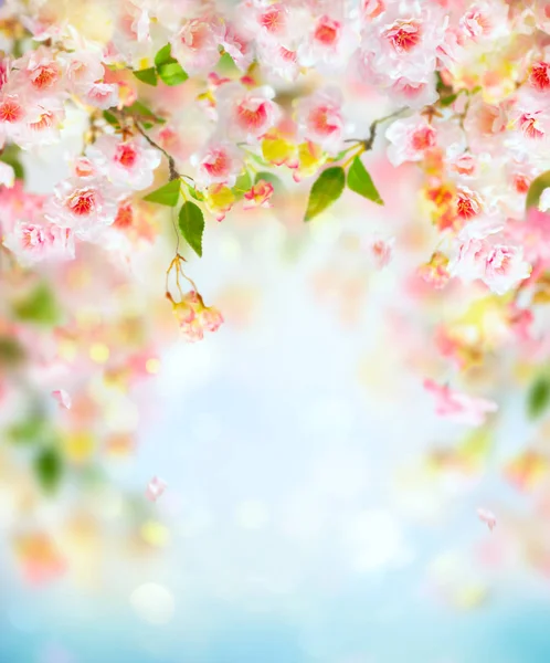 Beautiful pink and white cherry flowers on  blurred light backg — Stock Photo, Image