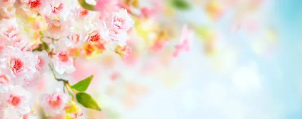 Beautiful pink and white cherry flowers on  blurred light backg — Stock Photo, Image