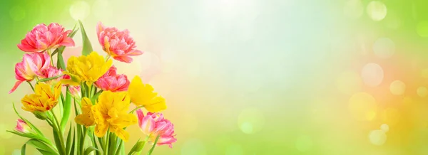 Vackra gula och rosa tulpaner blommor på suddigt ljus backgr — Stockfoto