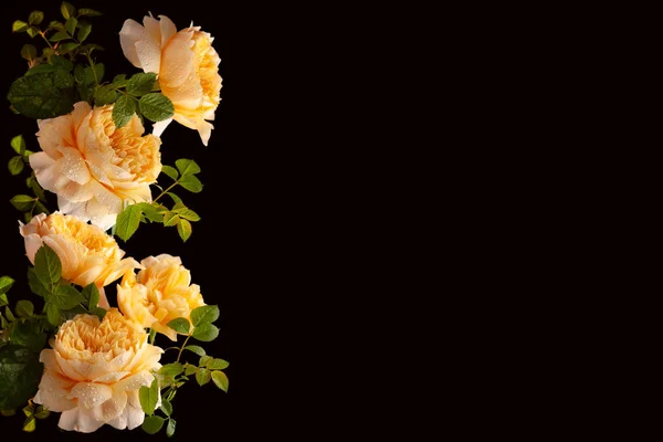 Mooie bos van tuin rozen bloemen — Stockfoto