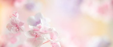Bahar ya da yaz çiçekleri hafif pastel arka planda taze ortanca çiçeklerinden yapılmıştır. Fotokopi alanı ile süslü çiçek konsepti. Yumuşak odak, makro fotoğraf.