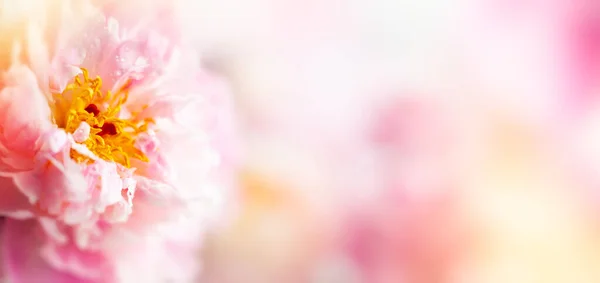 美しい牡丹の花のクローズアップ マクロ写真 柔らかい焦点 春または夏の花の背景 — ストック写真