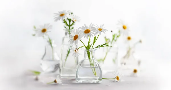 Piękne Kwiaty Stokrotki Szklanych Wazonach Jasnym Tle Kompozycja Kwiatowa Wnętrzu — Zdjęcie stockowe
