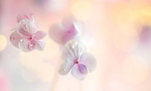 Spring Summer Floral Composition Made Fresh Hydrangea Flowers Light Pastel — Stock Photo, Image