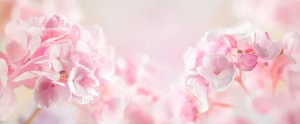 Våren Eller Sommaren Blomsterkomposition Gjord Färska Hortensia Blommor Ljus Pastell — Stockfoto