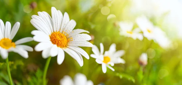 Vackra Kamomillblommor Ängen Vår Eller Sommar Natur Scen Med Blommande — Stockfoto