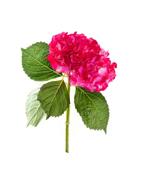 Bunch of beautiful pink hydrangea on white background. Colorful flowers hortensia.