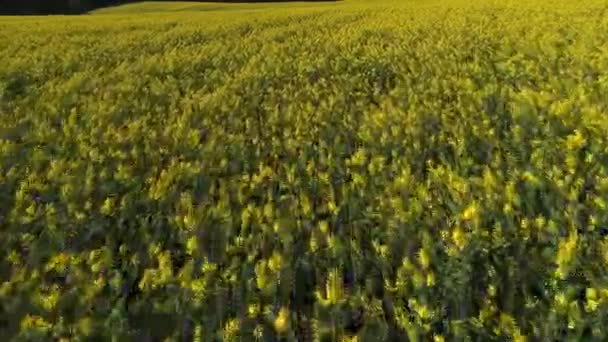 Жовті квіти зґвалтування на літньому полі в русі. Повітряний вигляд — стокове відео