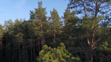 Uçuş bir orman içinde. Havadan görünümü.