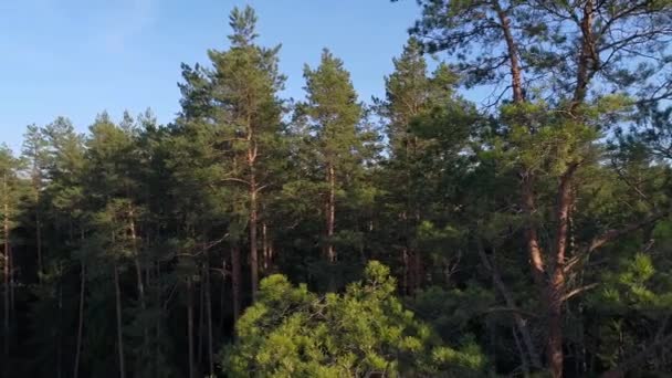 Flygning över en skog. Flygfoto. — Stockvideo