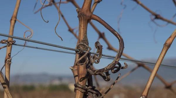 Vinho situado na espanha de la rioja — Fotografia de Stock