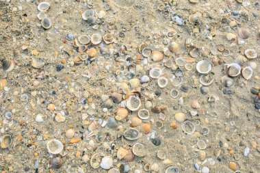 bir sürü kabukları kum plaj