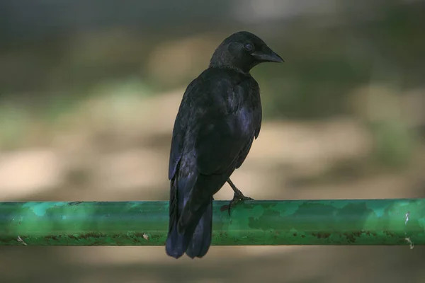 Oiseau noir dans le parc — Photo