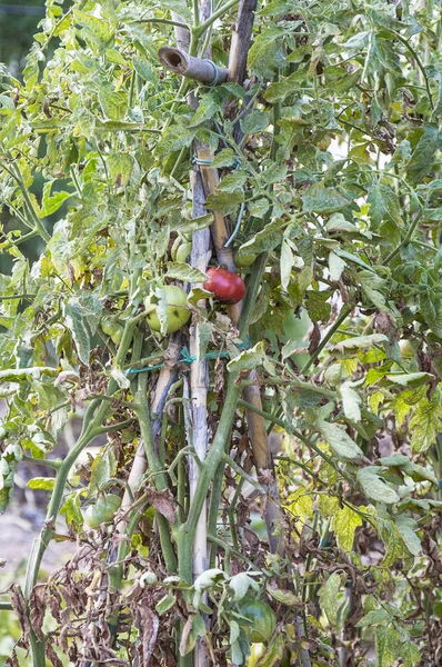 Trzy pomidory w jego drzewa — Zdjęcie stockowe
