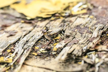 Ahşap eski doku. Siz