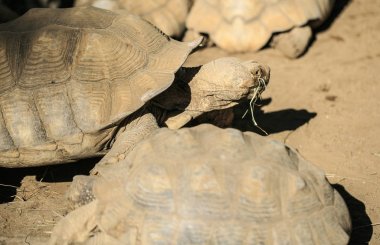 Bir hayvanat bahçesi çok büyük kaplumbağa