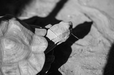 Bir hayvanat bahçesi çok büyük kaplumbağa